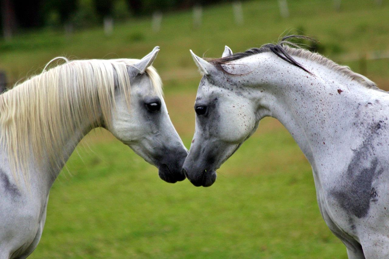 caballos arabes