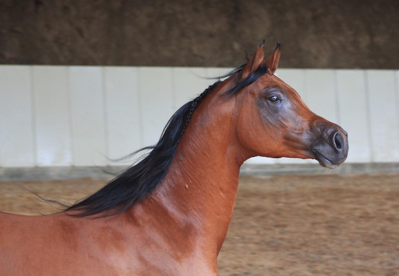 caballos arabes