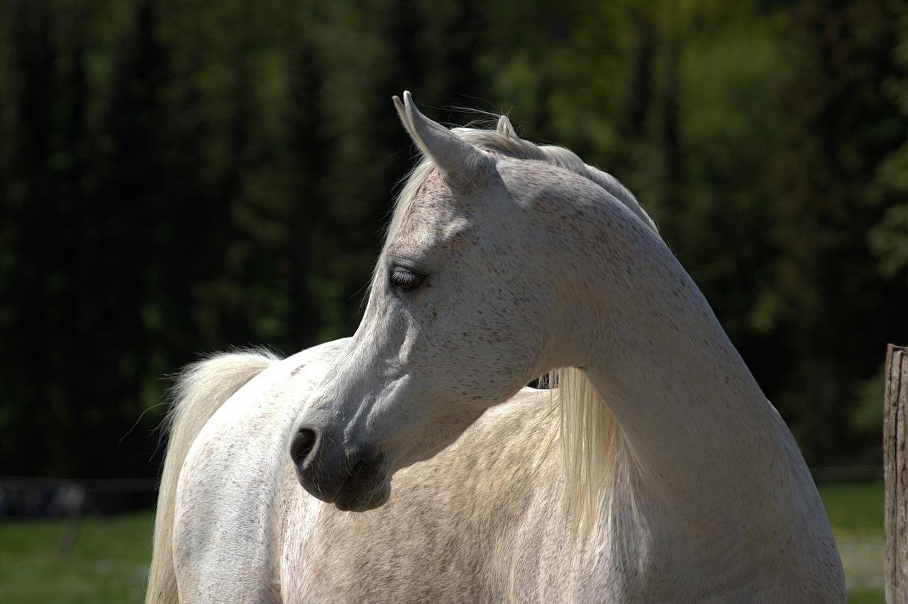 caballos arabes