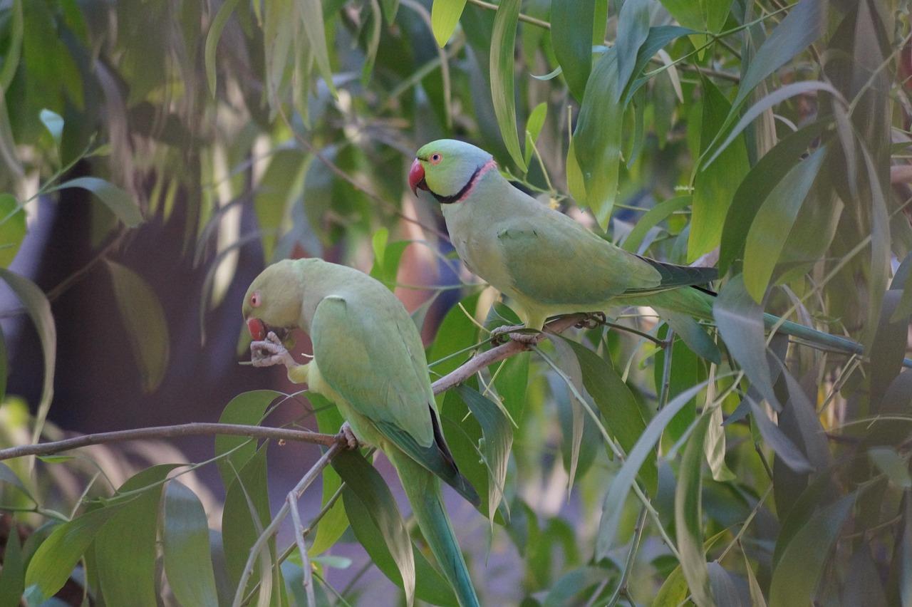 the parakeet wants to tell