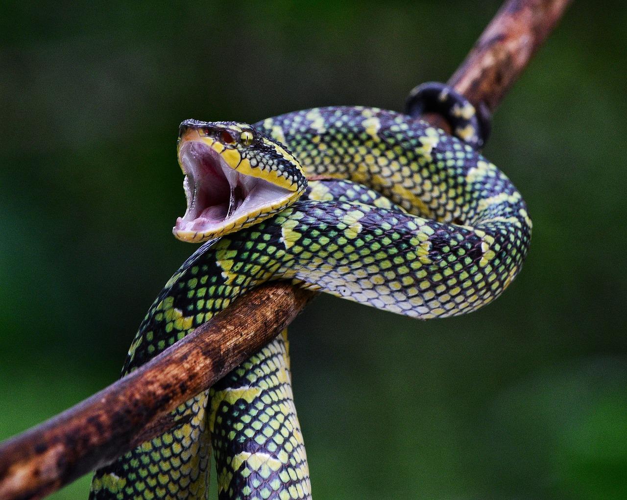 pit viper handgun