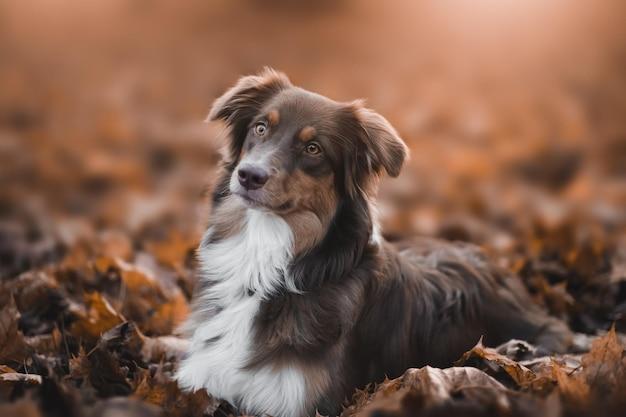 shaved australian shepherd