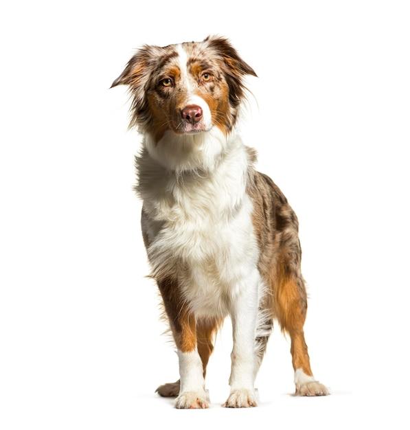 shaved australian shepherd