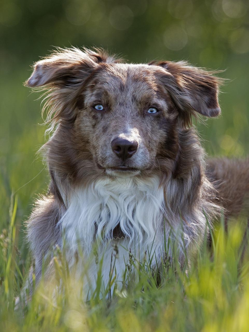 shaved australian shepherd