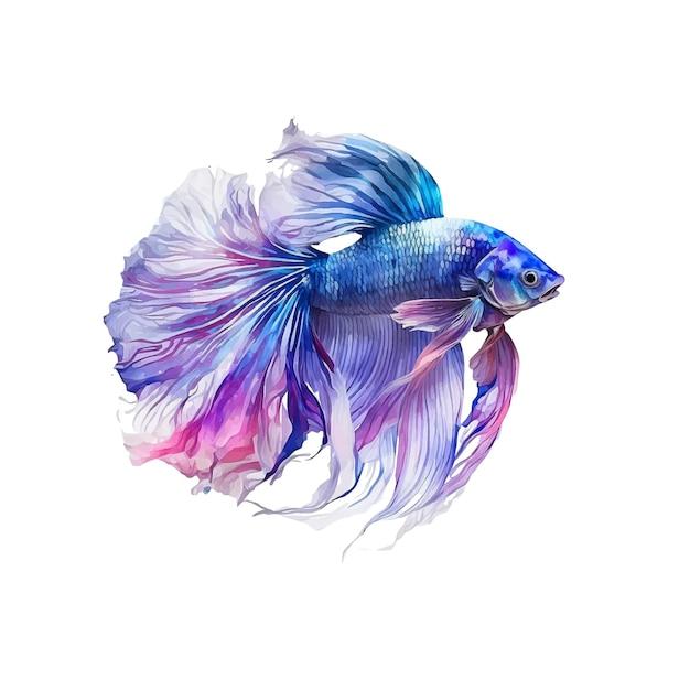 purple betta fish