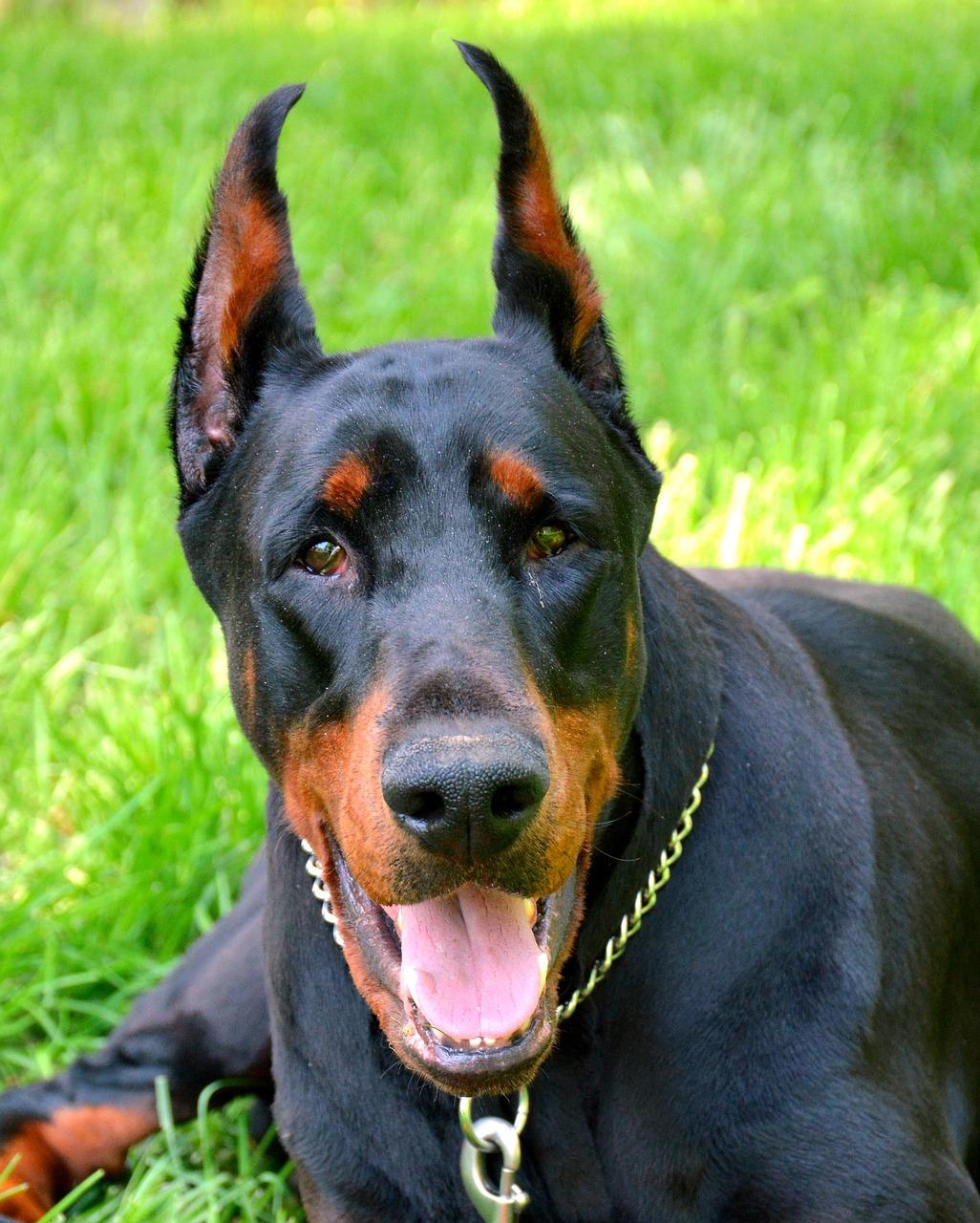 silver doberman