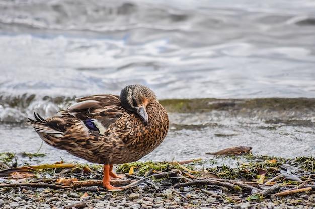 duck cleaner