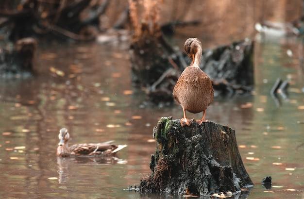 duck cleaner