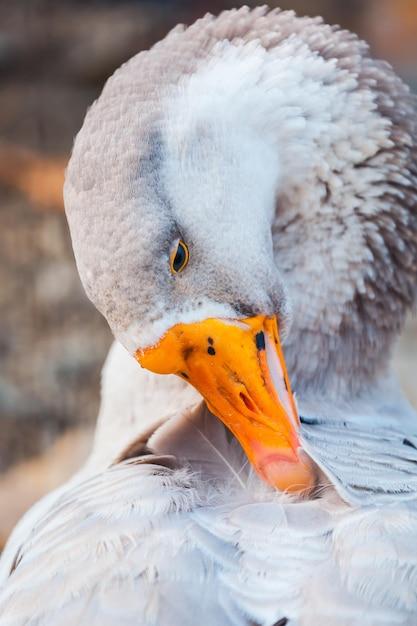 duck cleaner