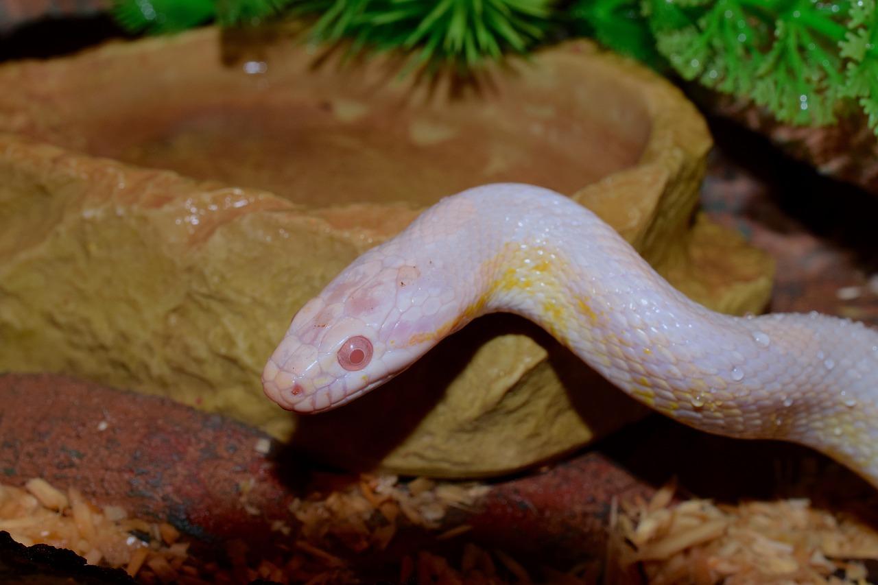 snow corn snake