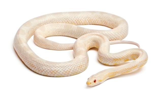 snow corn snake