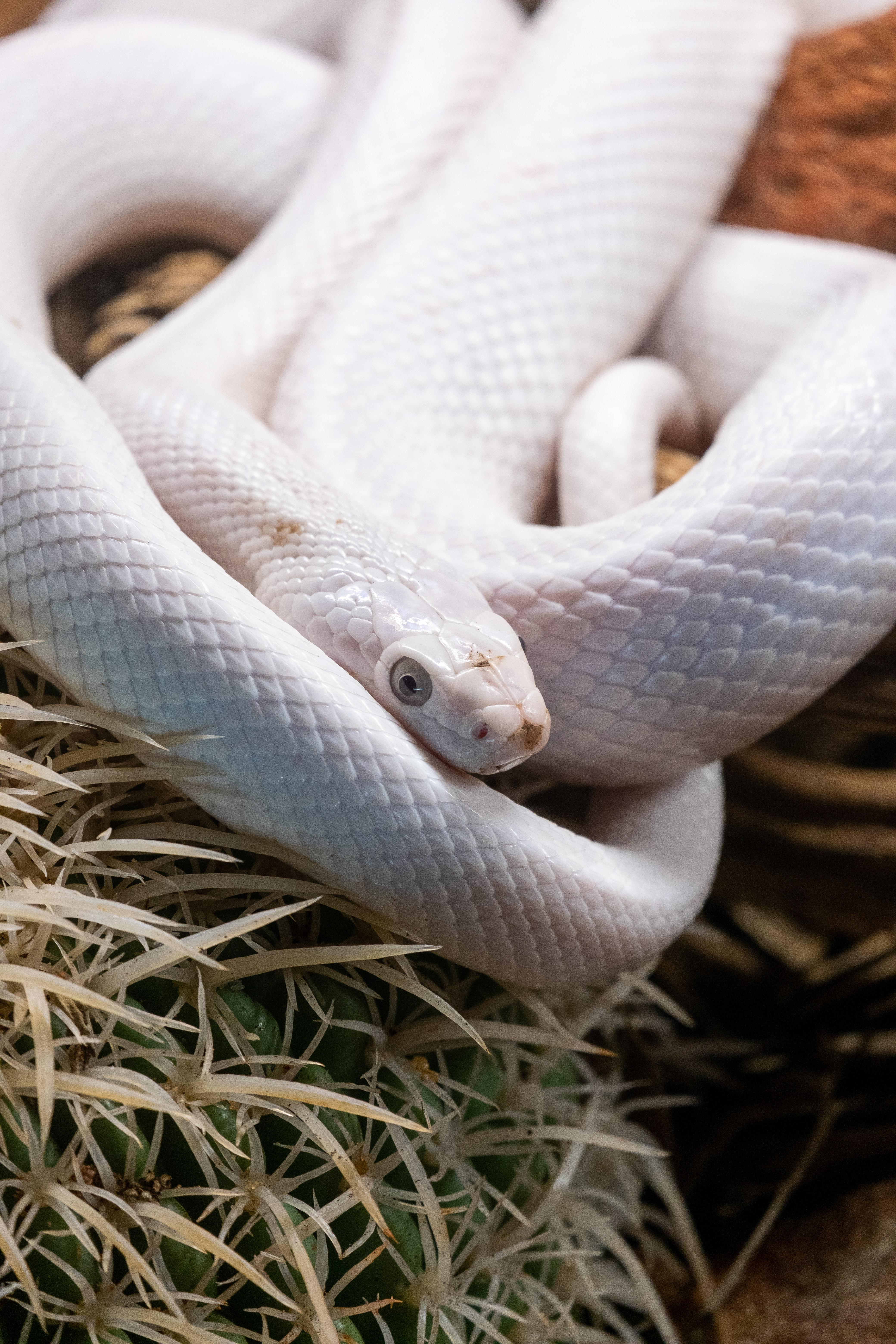 snow corn snake