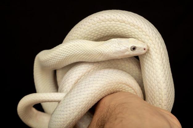 snow corn snake