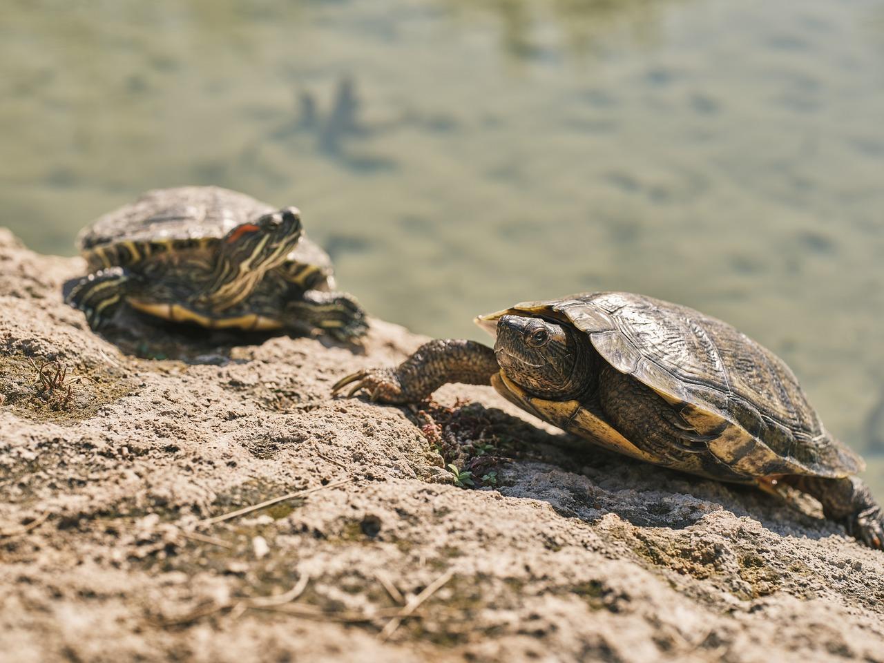 turtles of wisconsin