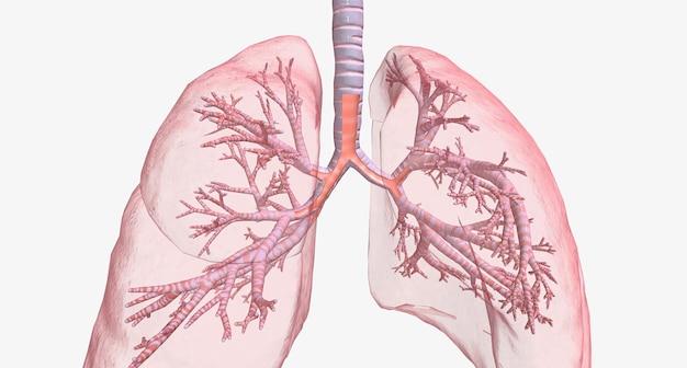 lung tank price