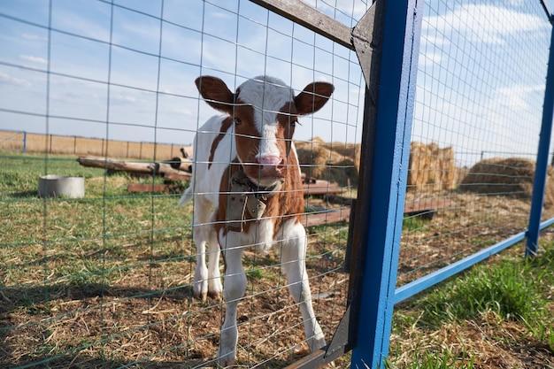 cattle chute