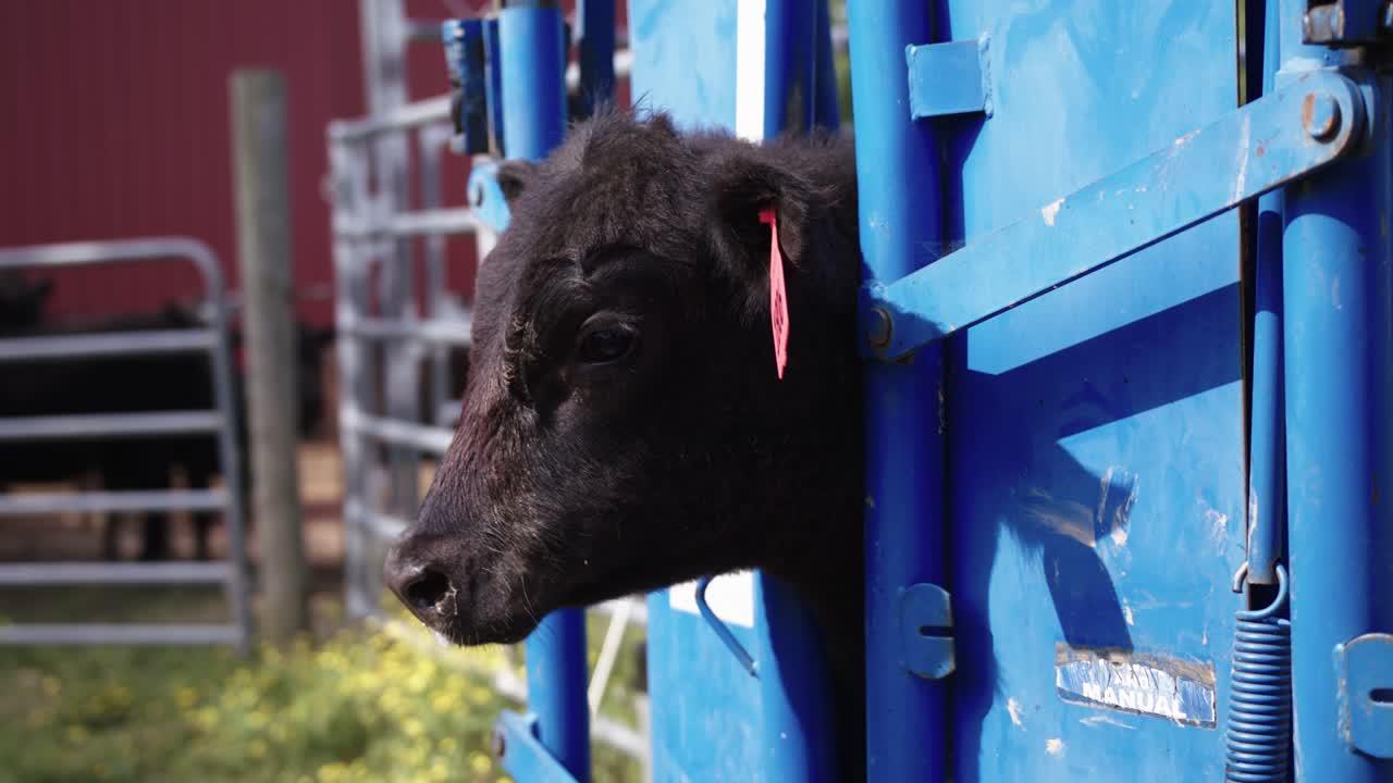 cattle chute