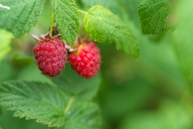 thimbleberry jam