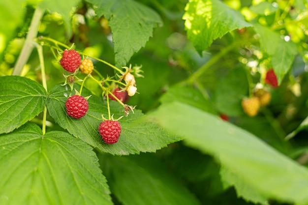 thimbleberry jam