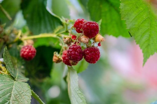 thimbleberry jam