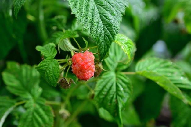 thimbleberry jam