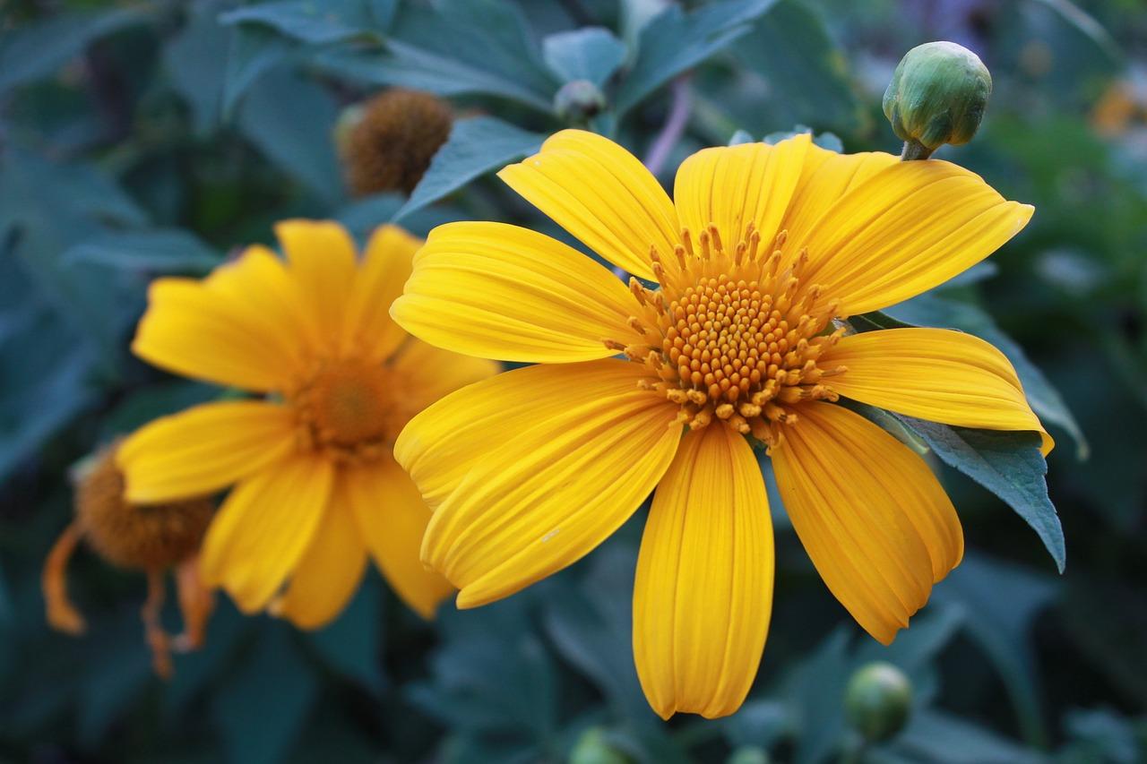 tithonia diversifolia