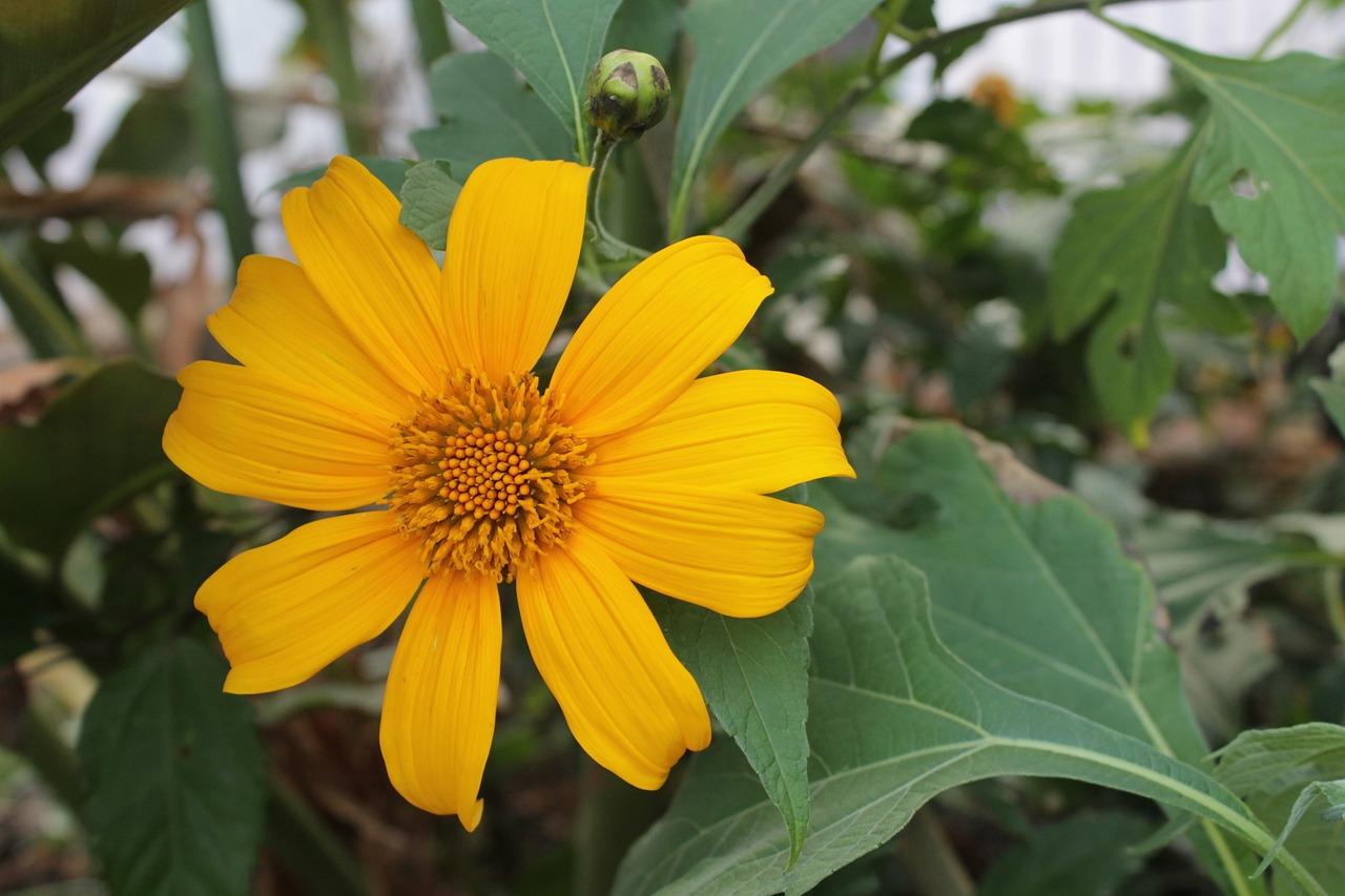 tithonia diversifolia