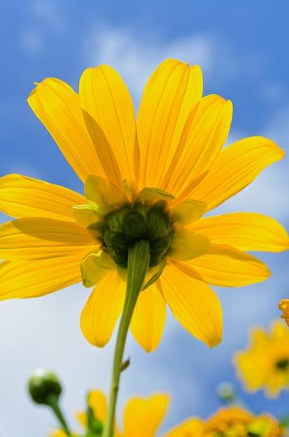 tithonia diversifolia