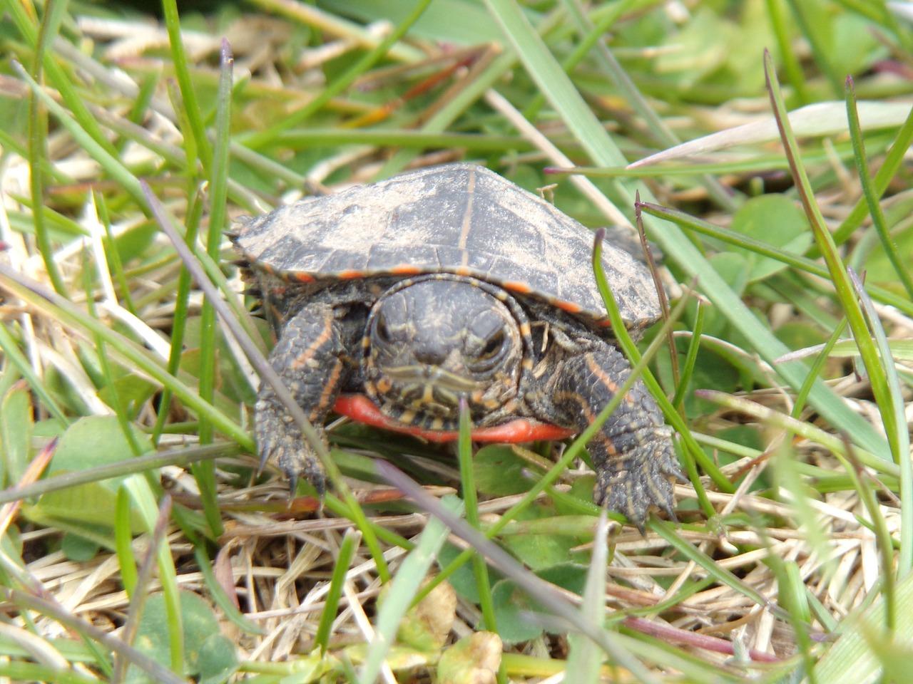 turtles in wisconsin