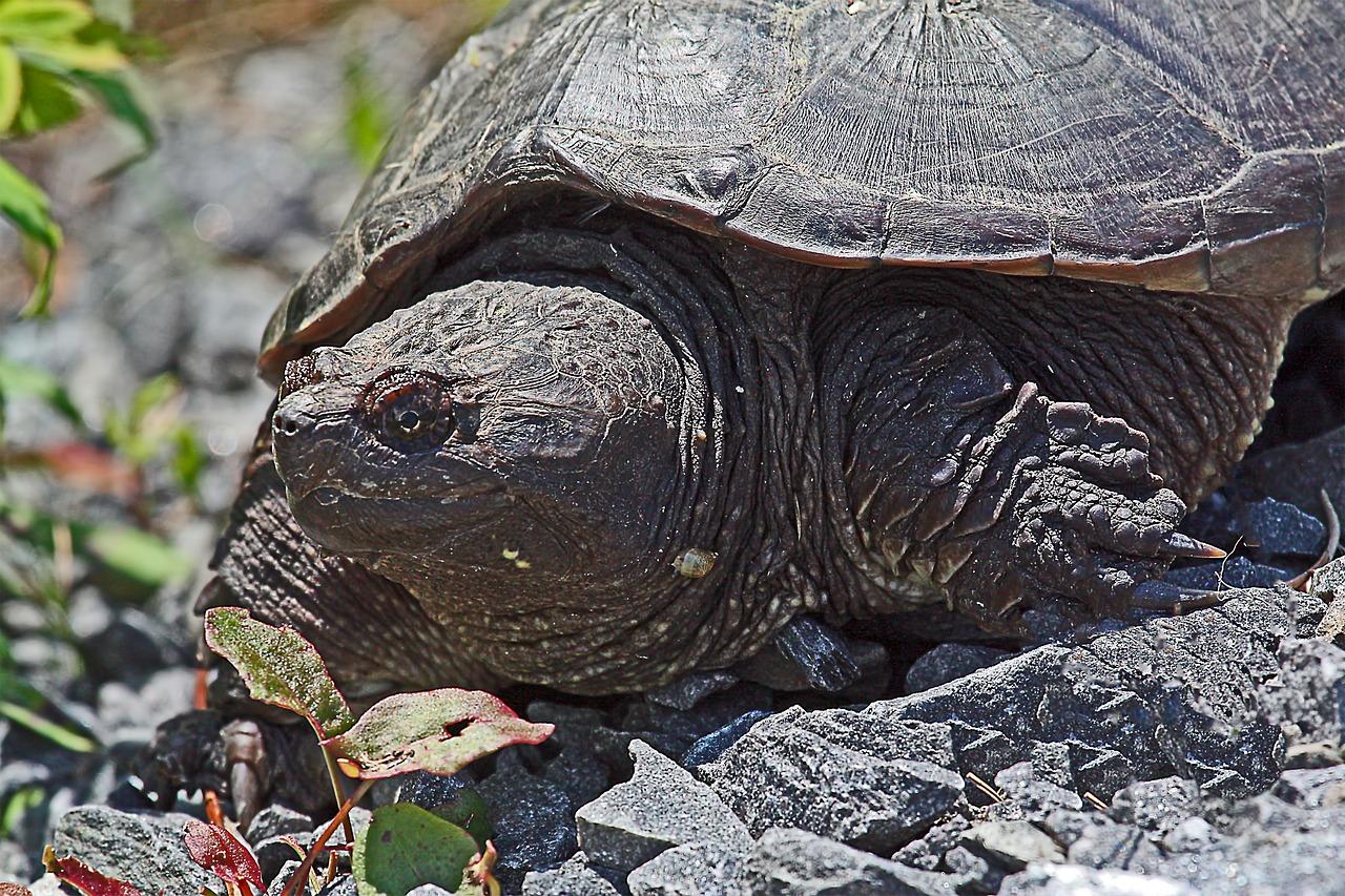 turtles in wisconsin