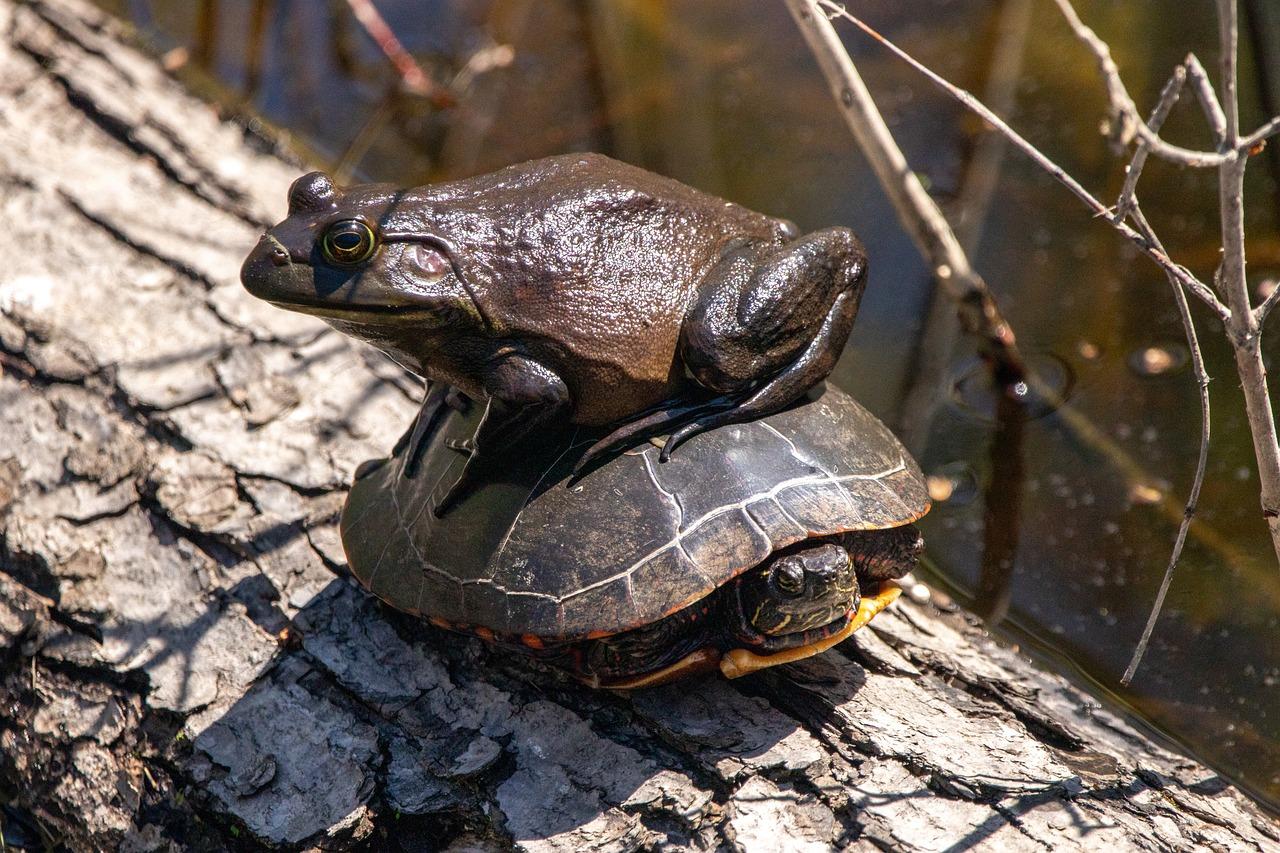 turtles in wisconsin