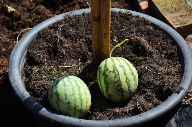 watermelon growth stages