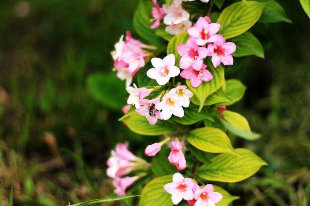 weigela varieties