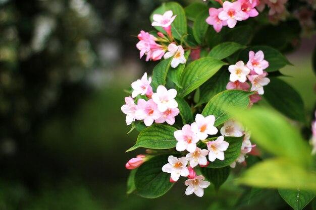 weigela varieties