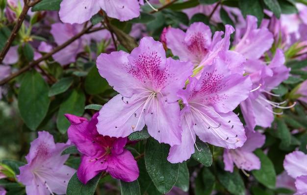 weigela varieties