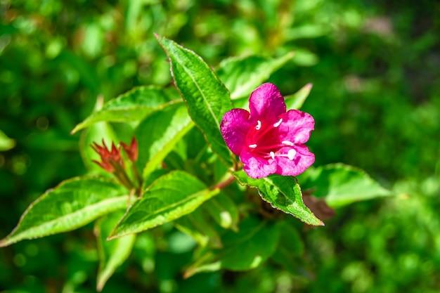 weigela varieties