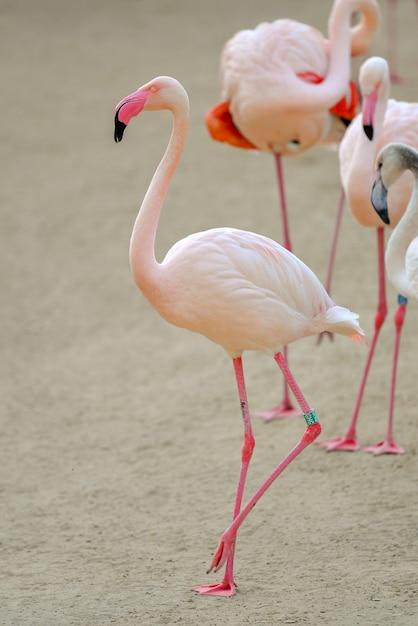 flamingo west park