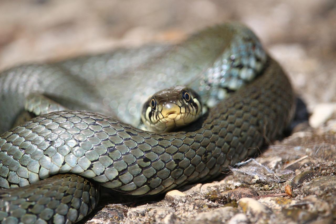 snakes new hampshire