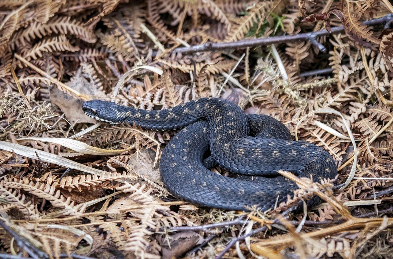 snakes new hampshire