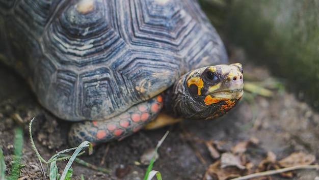 cherry head tortoise