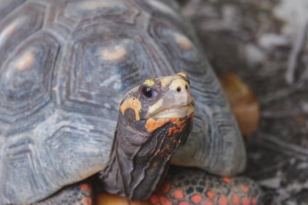 cherry head tortoise