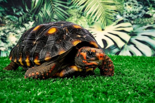 cherry head tortoise