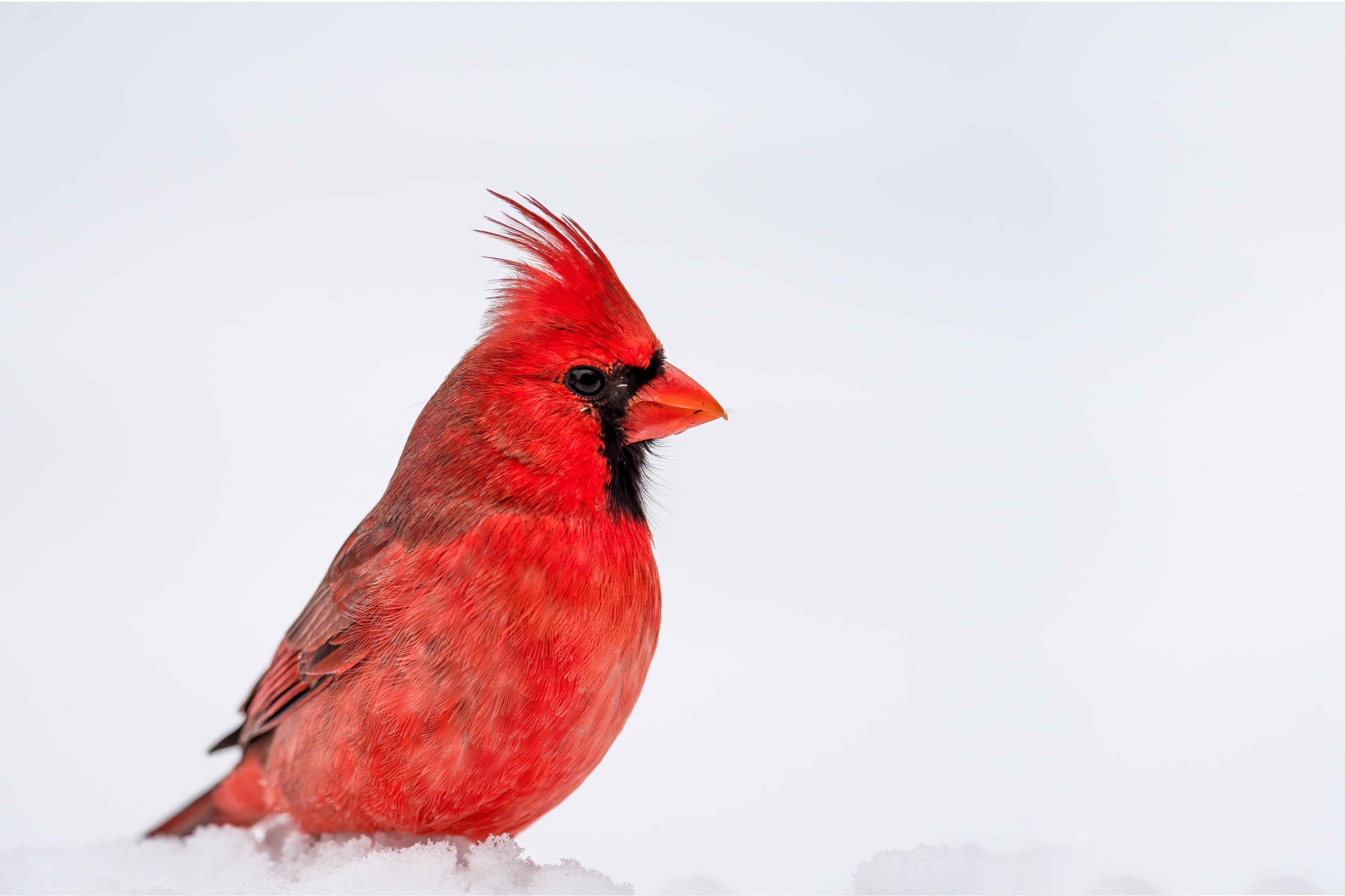 virginia cardinals