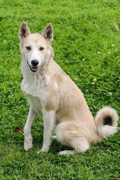 white german shepherd husky mix