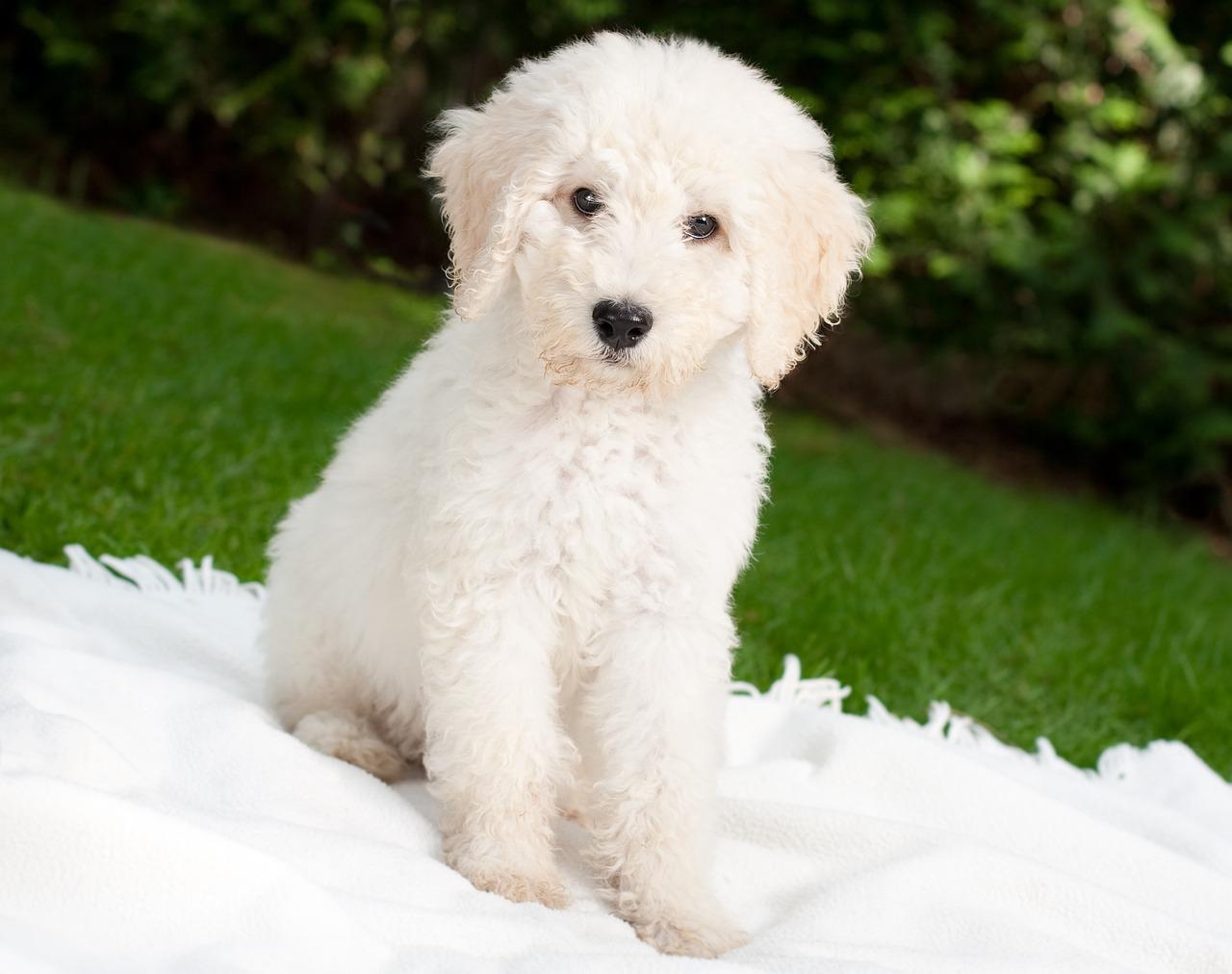 white labradoodle