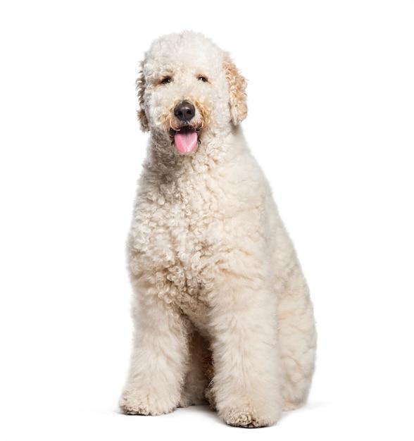 white labradoodle