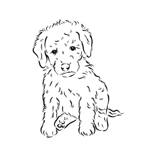 white labradoodle