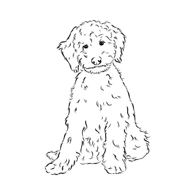 white labradoodle