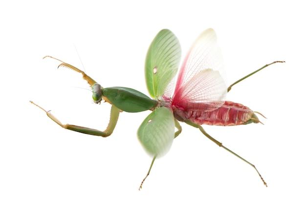 white praying mantis