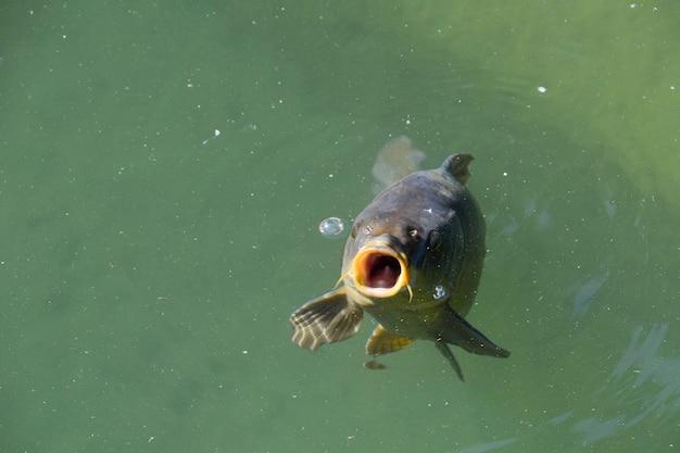 fish with mouth open